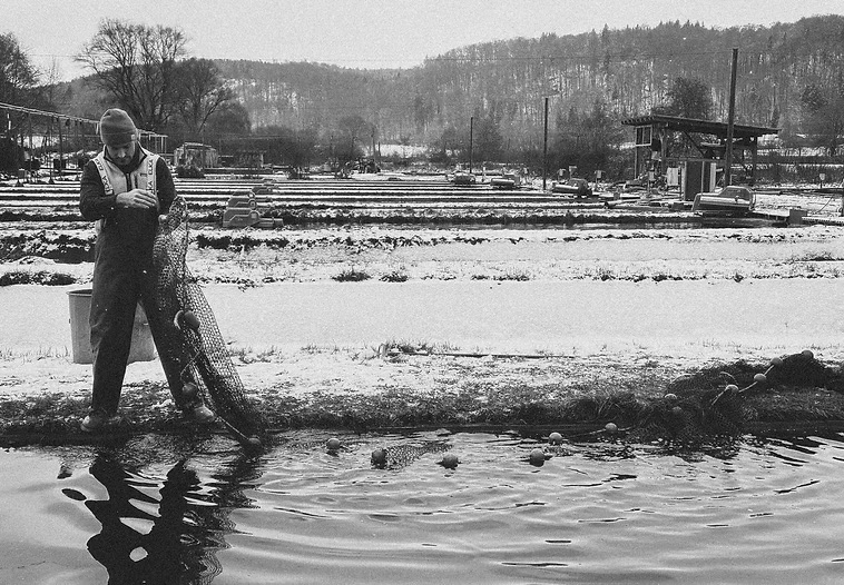 Fischwirt-Meister Florian Reile bei der Arbeit an den Quellwasser-Teichen der Forellenzucht Juraquell.